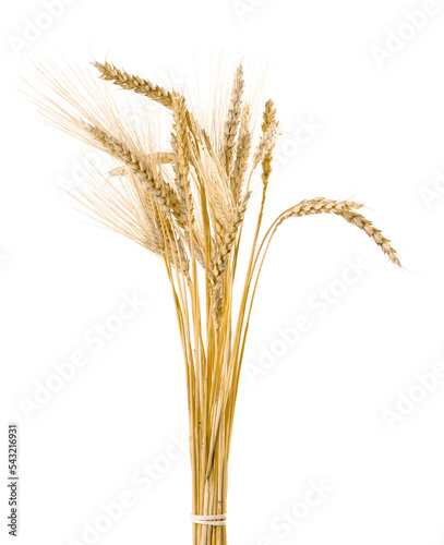 Fotografia Closeup of Golden Barley , Wheat Ears