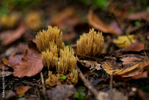 High-angle view of Ramaria stricta growing between the autumn leaves photo