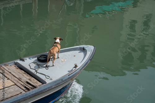 Cane su barca canale venezia 