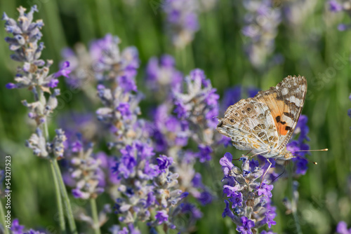 Painted Lady (Vanessa cardui) butterfly perched on lavender in Zurich, Switzerland © Janine