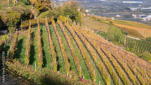 autumn vineyards landscape on the wine road in South Tyrol  northern Italy  Europe - 