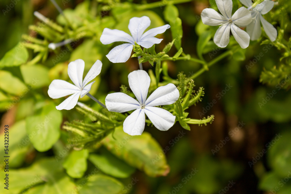 Plumbago auriculata, the cape leadwort, blue plumbago or Cape plumbago against green defocused background in Mallorca, closeup and selective focus Plumbago auriculata, the cape leadwort, blue plumbago or Cape plumbago against green defocused background in Mallorca, closeup and selective focus