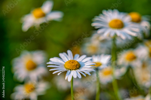 MARGUERITE OR BELLIS PERENNIS OR WILD DAISY FLOWERS GROWING ON MEADOW  WHITE CHAMOMILES ON GREEN GRASS BACKGROUND. OXEYE DAISY  LEUCANTHEMUM VULGARE  DAISIES  DOX-EYE  COMMON DAISY  DOG DAISY.