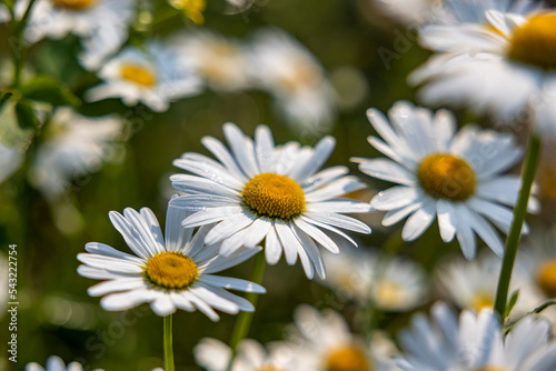 MARGUERITE OR BELLIS PERENNIS OR WILD DAISY FLOWERS GROWING ON MEADOW  WHITE CHAMOMILES ON GREEN GRASS BACKGROUND. OXEYE DAISY  LEUCANTHEMUM VULGARE  DAISIES  DOX-EYE  COMMON DAISY  DOG DAISY.