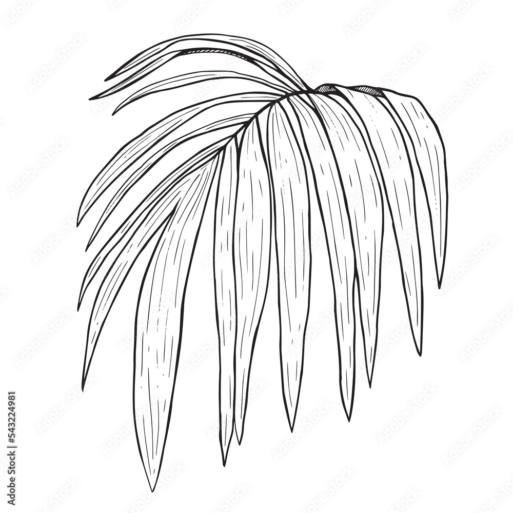 Palm Leaf Outline Images  Free Photos PNG Stickers Wallpapers   Backgrounds  rawpixel