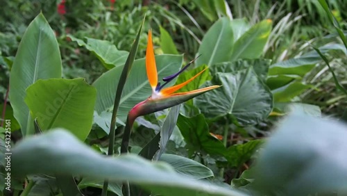 Tilt, reveal shot of beautiful bird of paradise flower (strelitzia reginae) in a lush field of big, green tropical leaves photo