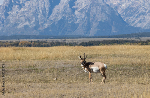 Pronghorn Antelope Buck in Grand Teton National Park in Autumn