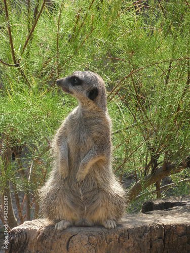 Surious suricate sitting on a tree trunk 3 photo