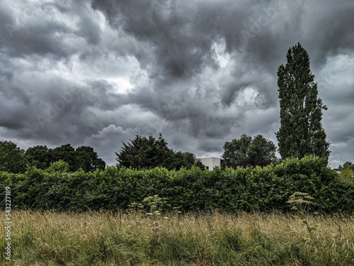 Hedgerow in the Storm