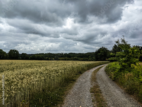 Barley Field, Dirt Road