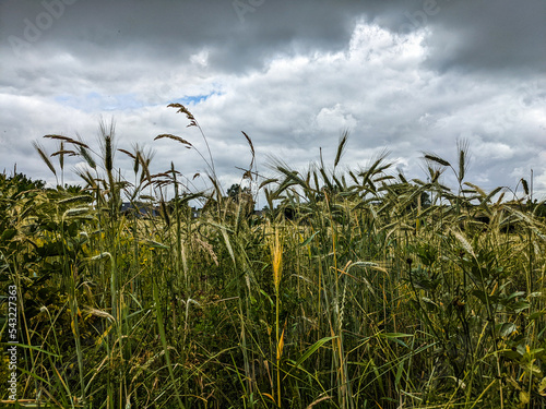 Barley Close-up