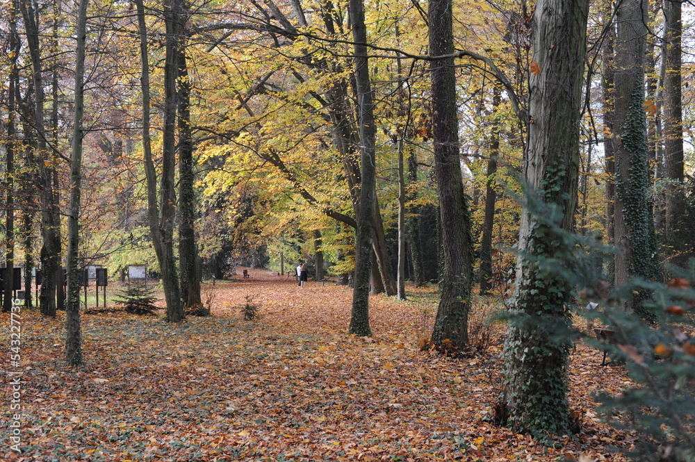 Colorful autumn leaves during foliage in a park and garden during Polish Golden Autumn season in Poland, Europe