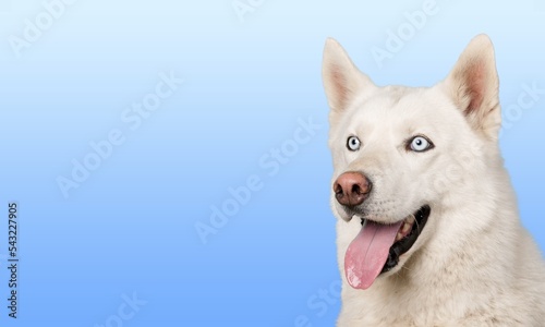 Cute dog sitting and posing on colored background. © BillionPhotos.com