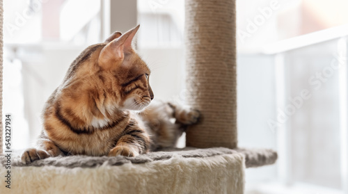 A domestic cat is napping on a cat bed on a scratching post