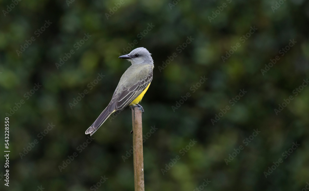 Obraz premium Tropical Kingbird (Tyrannus melancholicus) perched on an iron bar at a gerden