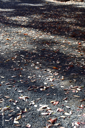 秋の訪れ　道に広がる落ち葉