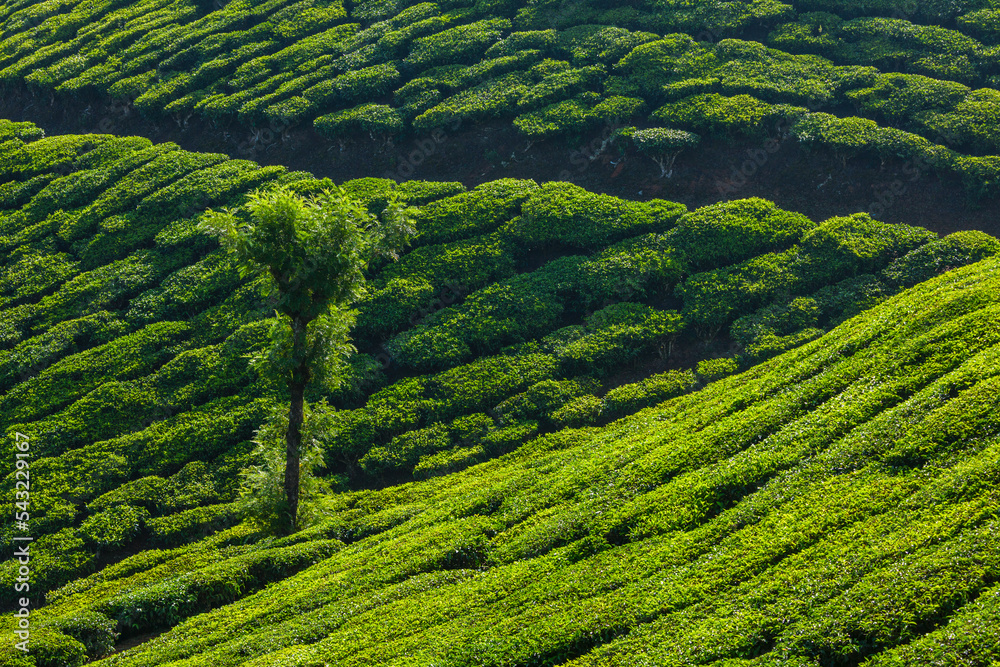 Kerala India travel background tree in green tea plantations in
