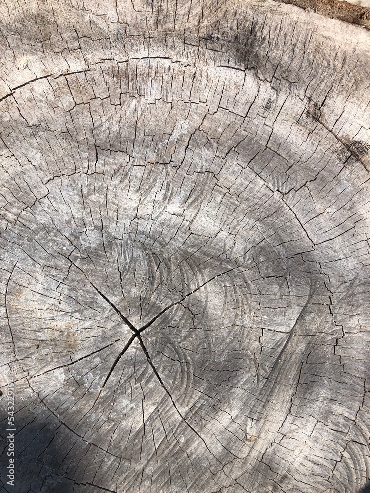 Fototapeta premium old wood texture