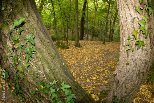 looking through tree trunks with a fisheye lens to woodland