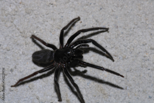 segestriidae black spider macro photo