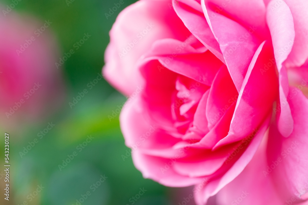 Pink roses in the garden. Floral summer background...