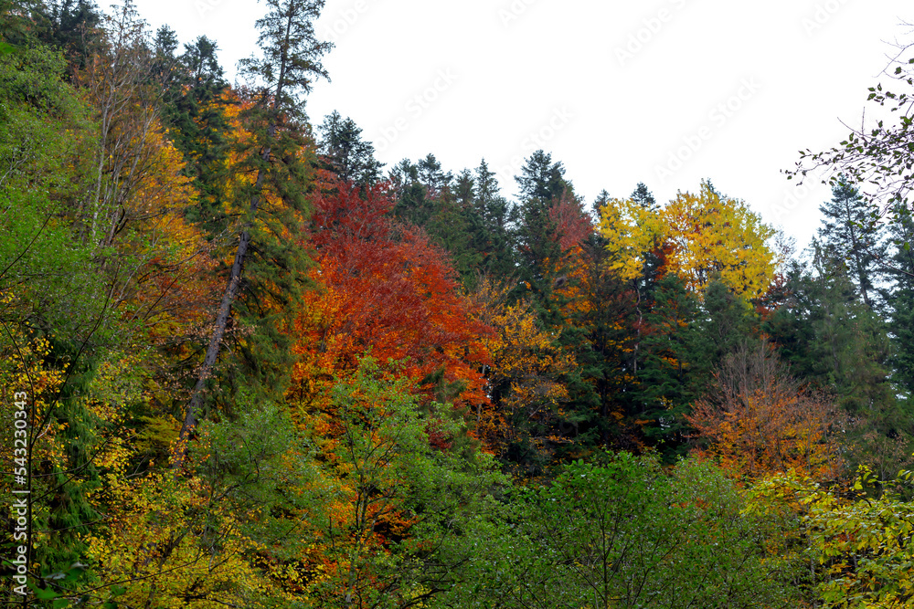 Autumn trees on the hillside