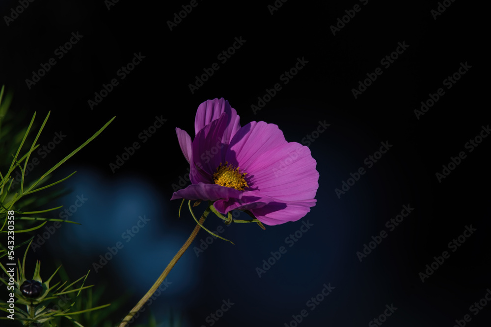 Fototapeta premium flower