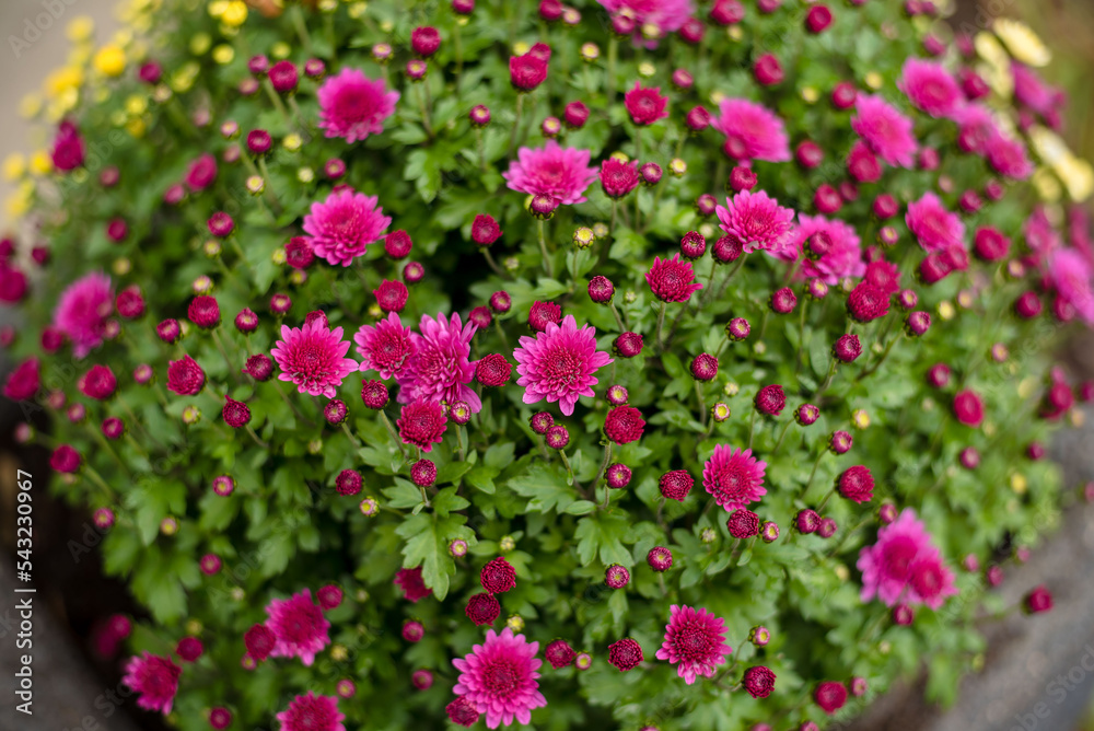 Pink chrysanthemum in a stone pot in the yard, close-up
