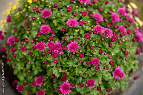 Fototapeta Naklejka Na Ścianę i Meble -  Pink chrysanthemum in a stone pot in the yard, close-up