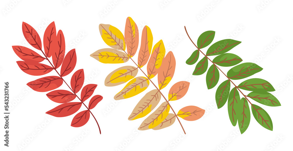 Obraz premium Rowan leaves changing color vector illustrations set. Collection of cartoon drawings of green, orange and red leaves of tree isolated on white background. Nature, autumn concept