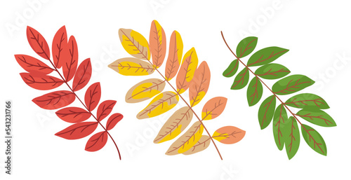 Rowan leaves changing color vector illustrations set. Collection of cartoon drawings of green, orange and red leaves of tree isolated on white background. Nature, autumn concept
