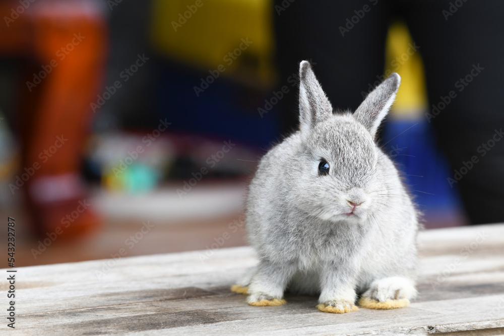 Obraz premium Baby rabbit on the table.