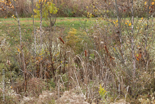 Beautiful cat tales in this browning field. The beautiful colors of this picture is due to the Fall season in Pennsylvania. I loved the look of all this flora here in the Bryn Coed nature preserve. photo