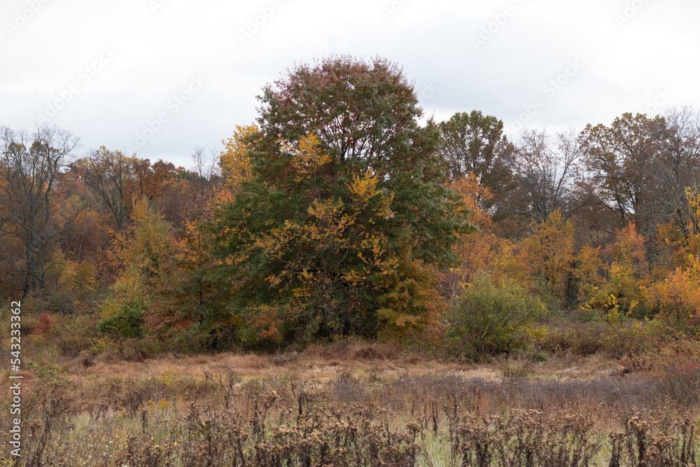 Beautiful Fall day in the Bryn Coed nature preserve in Pennsylvania. I love the colors of Autumn and seeing the leaves change colors. The tall grass is a beautiful brown as well.