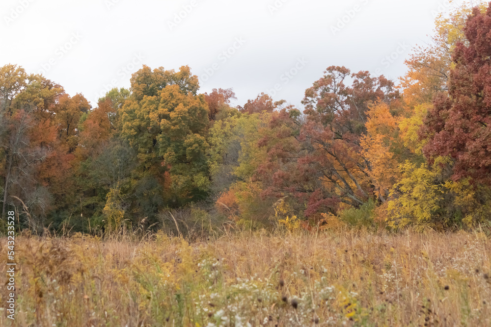 Beautiful Fall day in the Bryn Coed nature preserve in Pennsylvania. I love the colors of Autumn and seeing the leaves change colors. The tall grass is a beautiful brown as well. Beautiful Fall day in the Bryn Coed nature preserve in Pennsylvania. I love the colors of Autumn and seeing the leaves change colors. The tall grass is a beautiful brown as well.