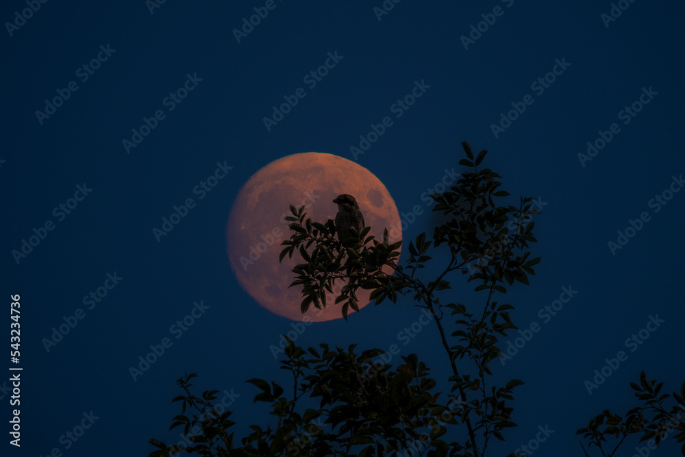 Naklejka premium moon over the forest