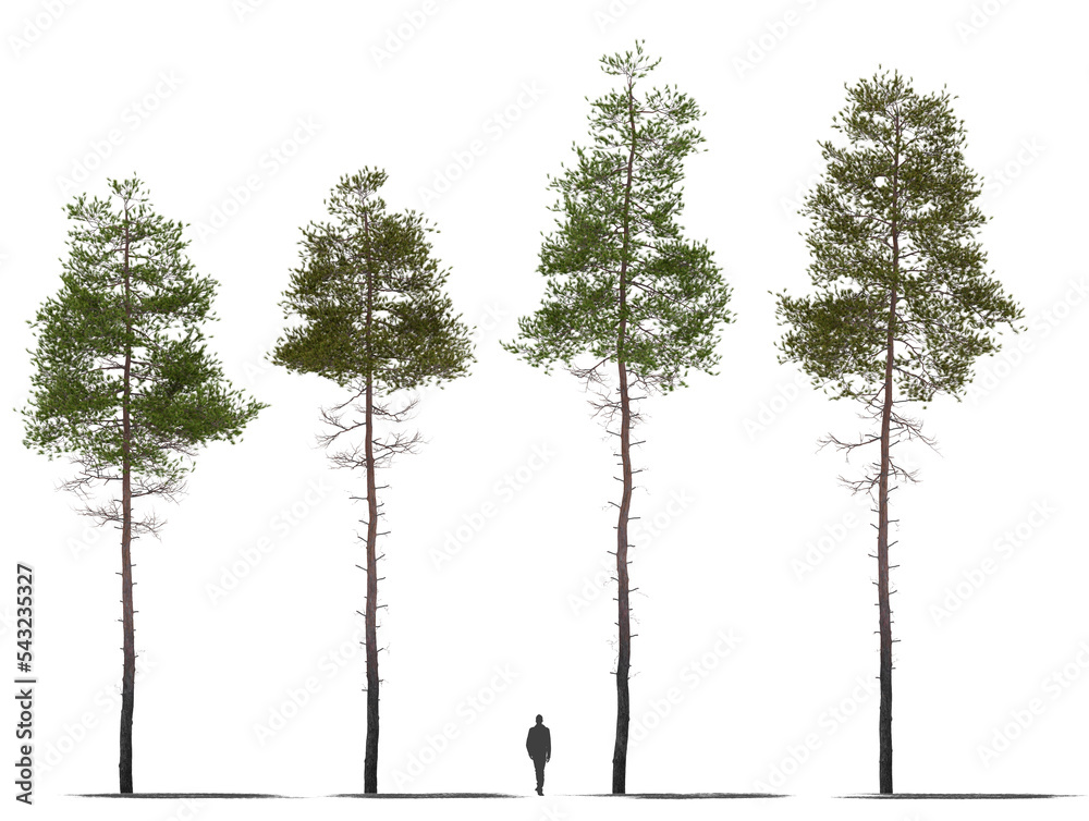 pine tree collection 3 plants high quality cutout trees, for arch viz - obrazy, fototapety, plakaty 