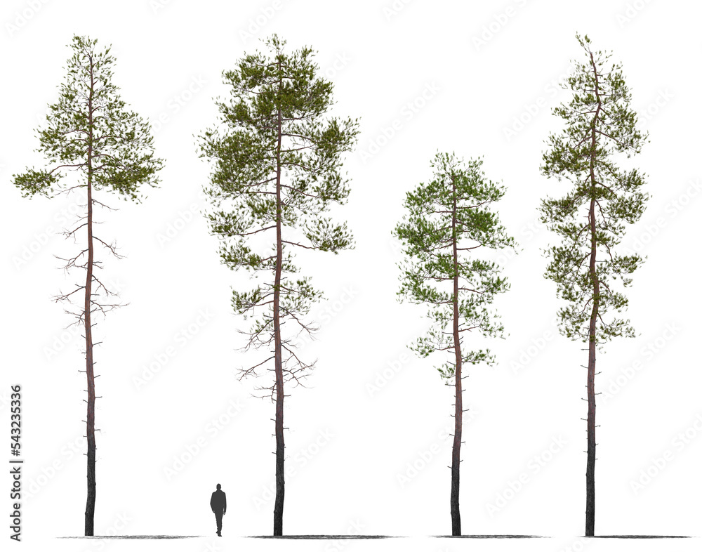 pine tree collection 2 plants high quality cutout trees, for arch viz