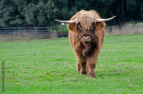 A highland bull walking straight ahead in a lush green field