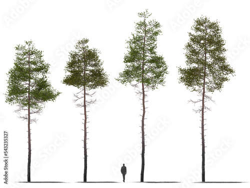 pine tree collection 3 plants high quality cutout trees, for arch viz