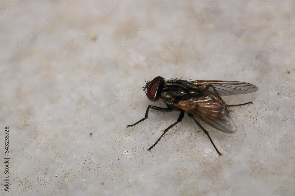 Obraz premium sarcophaga carnaria fly macro photo