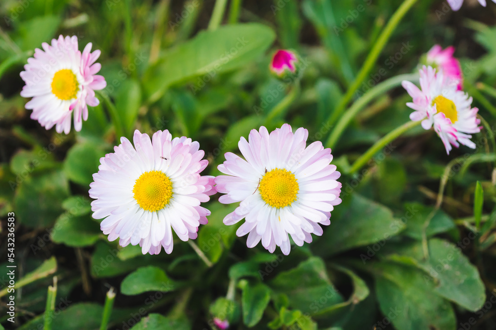 Daisy flower or Bellis perennis, English daisy or Meadow daisy or Lawn daisy on a green grass.