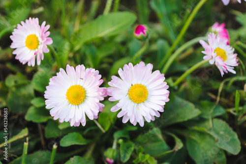 Daisy flower or Bellis perennis  English daisy or Meadow daisy or Lawn daisy on a green grass.