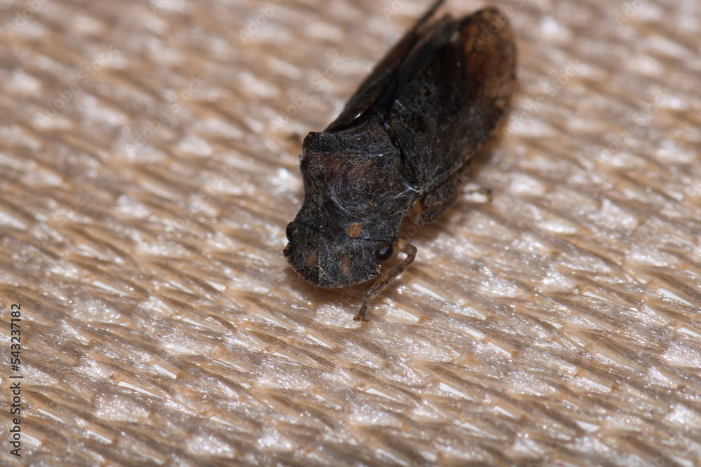 Obraz premium glassy winged sharpshooter insect macro photography