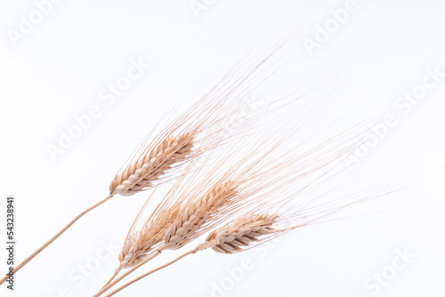 Spighe di grano su fondo bianco  photo