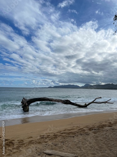 Vertical shot of a big tree branch on the shore of a beach under a cloudy blue sky
