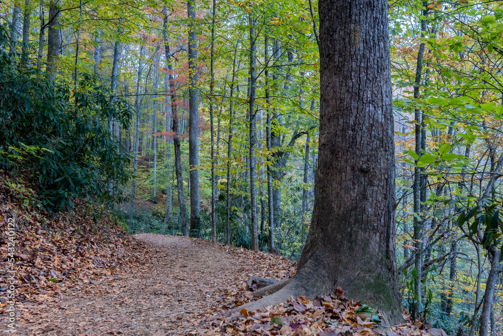 Moore's Cove Falls Trail, Smoky Mountains National Park, North Carolina Moore's Cove Falls Trail, Smoky Mountains National Park, North Carolina
