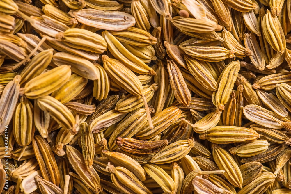 Fennel seeds, medicinal drug and spice in a macro view Fennel seeds, medicinal drug and spice in a macro view