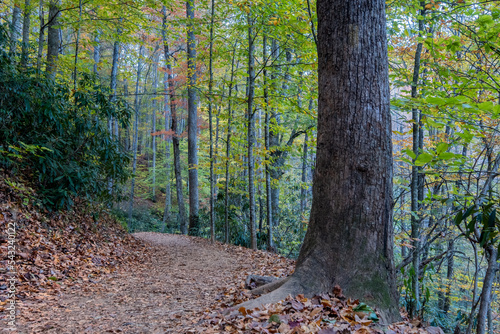 Moore's Cove Falls Trail, Smoky Mountains National Park, North Carolina