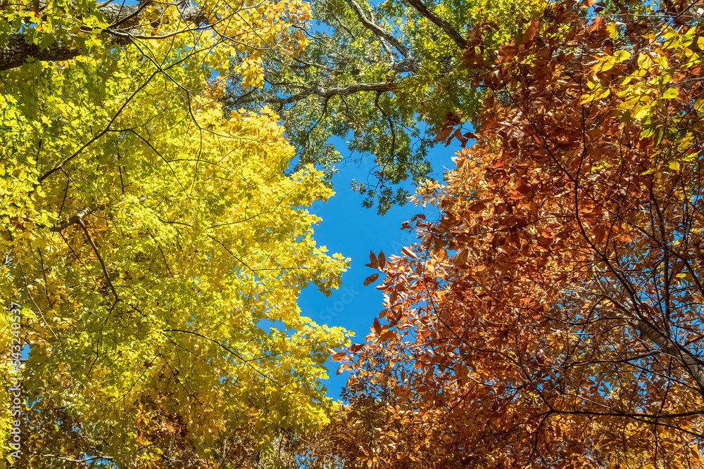 Tree Canopy on Rattlesnake Lodge Trail, Smoky Mountains, North Carolina